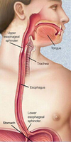 Anatomy of the esophagus and its sphincters