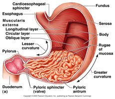 Anatomy of the stomach showing regions and muscle layers