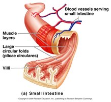 Small intestine showing folds and villi
