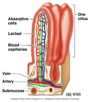 Structure of a villus in the small intestine