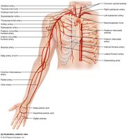 Arteries of the right upper limb and thorax
