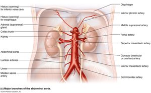 Major branches of the abdominal aorta