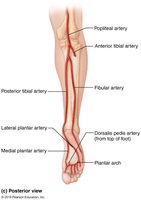 Arteries of the right pelvis and lower limb