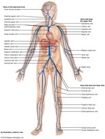 Major veins of the systemic circulation