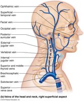 Veins of the head, neck, and brain