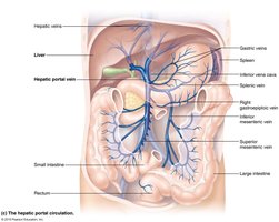 Hepatic portal circulation