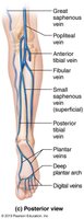 Veins of the right lower limb
