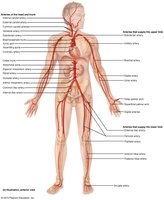 Major arteries of the systemic circulation