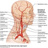 Arteries of the head, neck, and brain