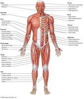 Superficial muscles: anterior view