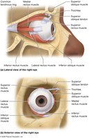 Extrinsic eye muscles