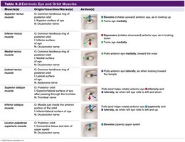 Table: Extrinsic eye and orbit muscles
