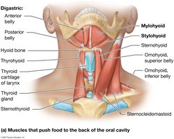 Muscles that push food to the back of the oral cavity