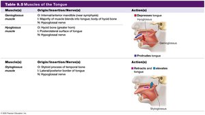 Table: Muscles of the tongue