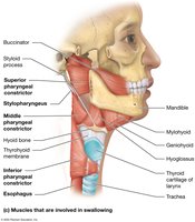 Muscles involved in swallowing