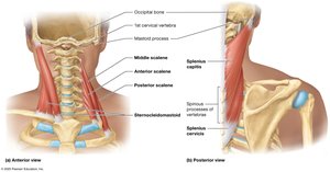 Muscles that move the head and neck