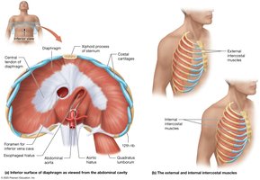 Muscles of ventilation