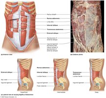 Abdominal muscles