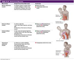 Table: Abdominal muscles