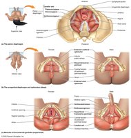 Muscles of the pelvic floor and perineum