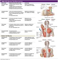 Table: Muscles that move the arm
