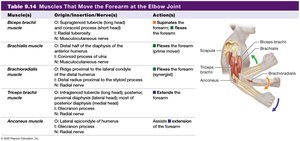 Table: Muscles that move the forearm at the elbow joint