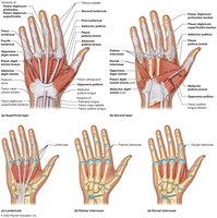 Muscles of the hand that move the fingers