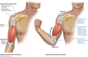 Muscle origin and insertion