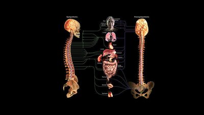 Diagram showing the sympathetic and parasympathetic divisions of the ANS and their target organs