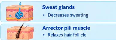 Parasympathetic effects on sweat glands and arrector pili muscle