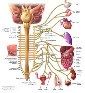 Diagram showing sympathetic pathways from spinal cord to target organs