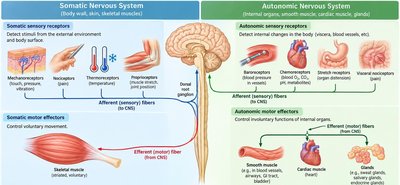 Comparison of somatic and autonomic nervous systems: sensory receptors, effectors, and pathways