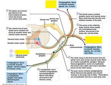 Preganglionic and postganglionic neuron pathways to target organs