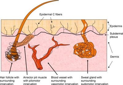 Diagram of skin showing innervation of hair follicles, arrector pili muscles, blood vessels, and sweat glands