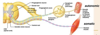 Diagram comparing somatic and autonomic motor pathways