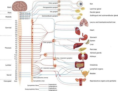 Diagram showing the distribution of sympathetic and parasympathetic fibers to various organs