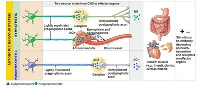 Autonomic nervous system neurotransmission