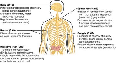 Diagram highlighting the enteric nervous system in the digestive tract