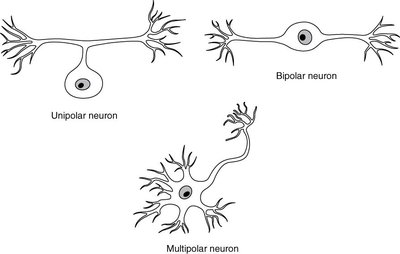 Diagram comparing unipolar, bipolar, and multipolar neurons