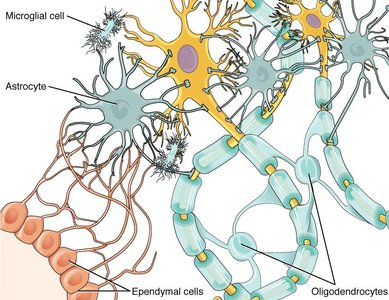 Diagram of glial cells including astrocytes, oligodendrocytes, microglia, and ependymal cells