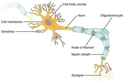 Detailed diagram of a neuron showing dendrites, axon, myelin sheath, and synapse