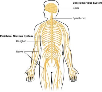 Diagram labeling ganglion and nerve in the peripheral nervous system