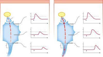 Subthreshold and suprathreshold graded potentials