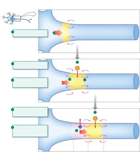 Conduction of action potentials and refractory region