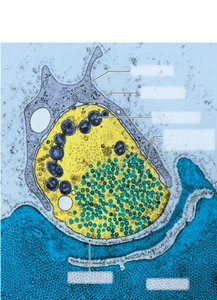 Synaptic vesicles and neurotransmitter release