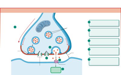 Steps of neurotransmitter release and termination