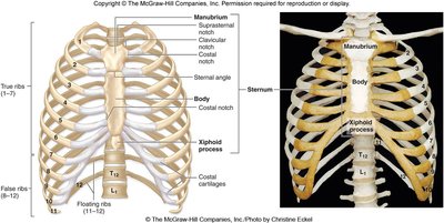Labeled diagram of the sternum and rib attachments