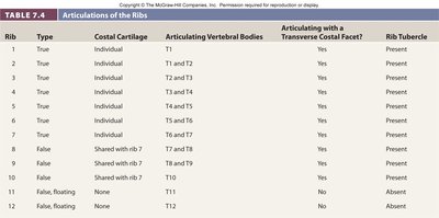 Table summarizing rib articulations