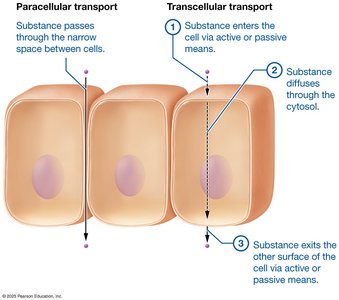 Paracellular and transcellular transport