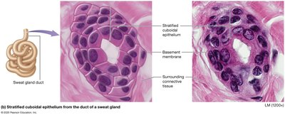 Stratified cuboidal epithelium